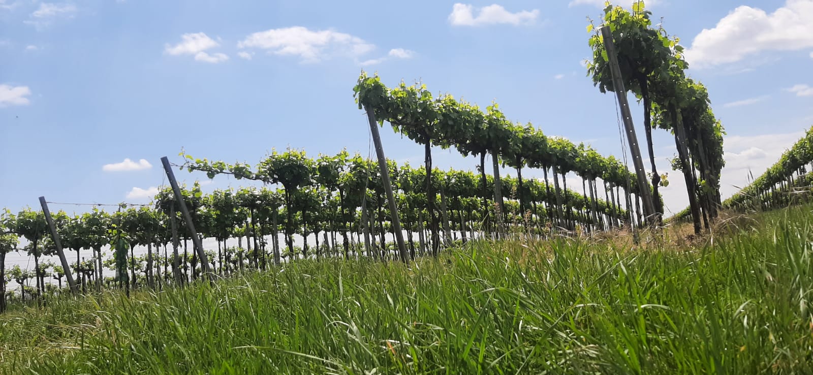 Wanderpuzzle Wolkersdorf